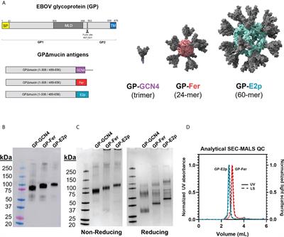 Multimerization of Ebola GPΔmucin on protein nanoparticle vaccines has minimal effect on elicitation of neutralizing antibodies